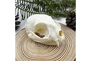 Lifelike Taxidermy Cat Skull Decor