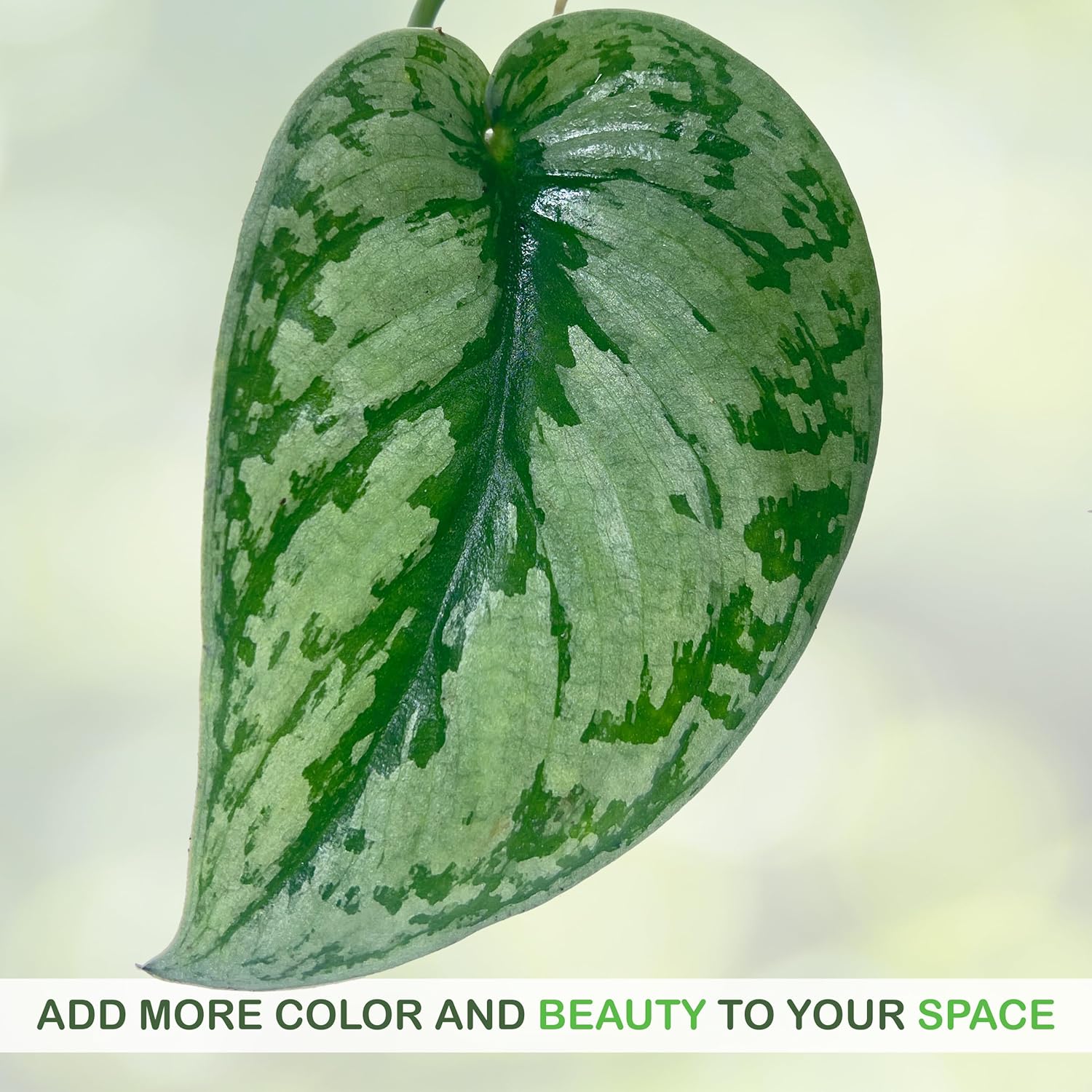 LEAL PLANTS ECUADOR Scindapsus Blue (Pack of 2), Velvety Sheen & Silvery-Blue Hues Tropical Houseplant, Natural Air Purifier, Perfect for Home Decor, Unique Gift for Plant Lovers