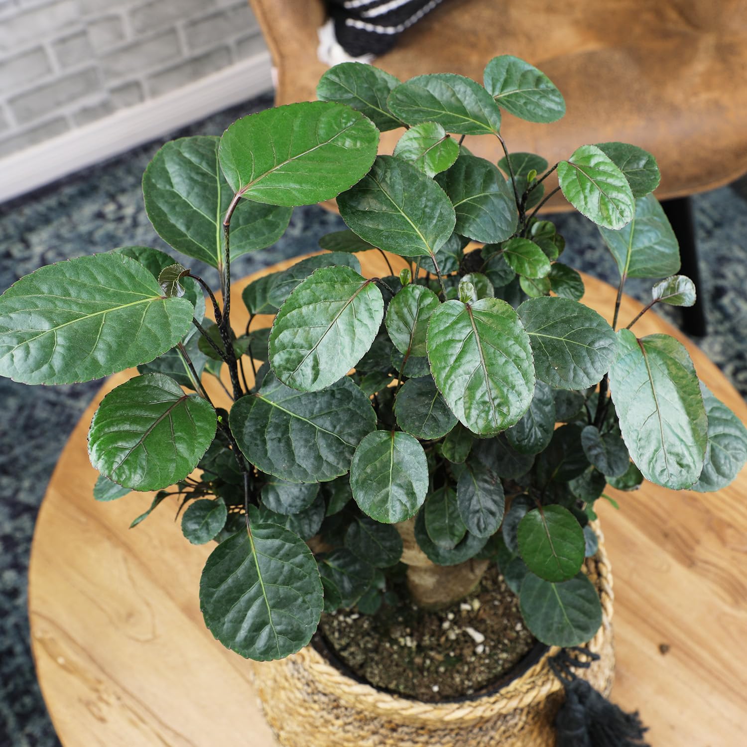 house plants for delivery Air Purifying Plant Bundle