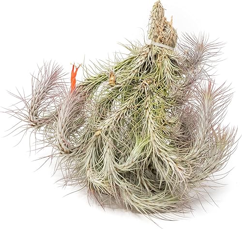 Miniatura 2 de Air plant shop Tillandsia Funckiana - Plantas suculentas vivas de Tillandsia - Venta al por mayor y a granel - Decoración para el hogar y el jardín