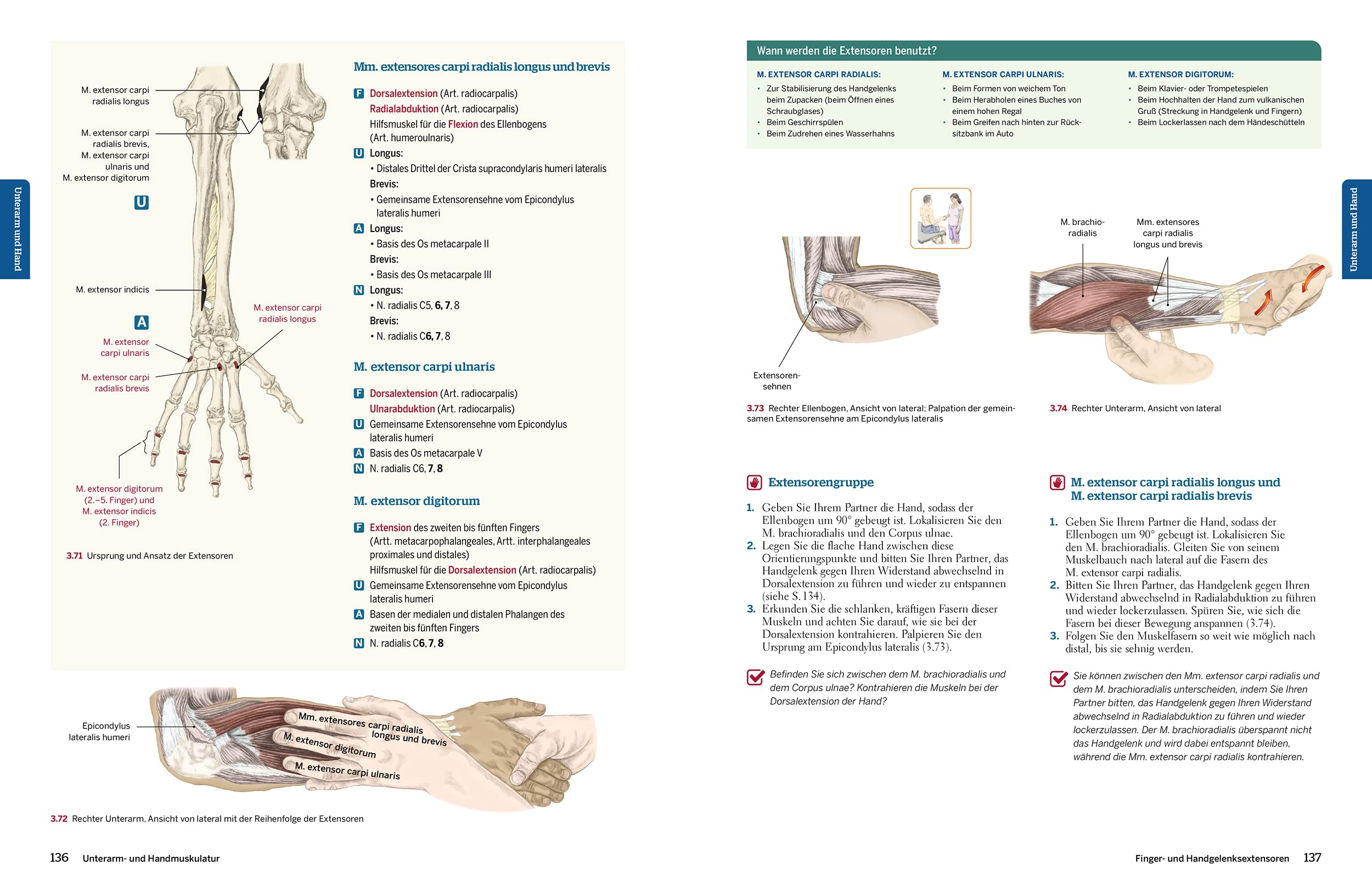 Trail Guide Anatomie: Anatomie praktisch begreifen (mit DVD)
