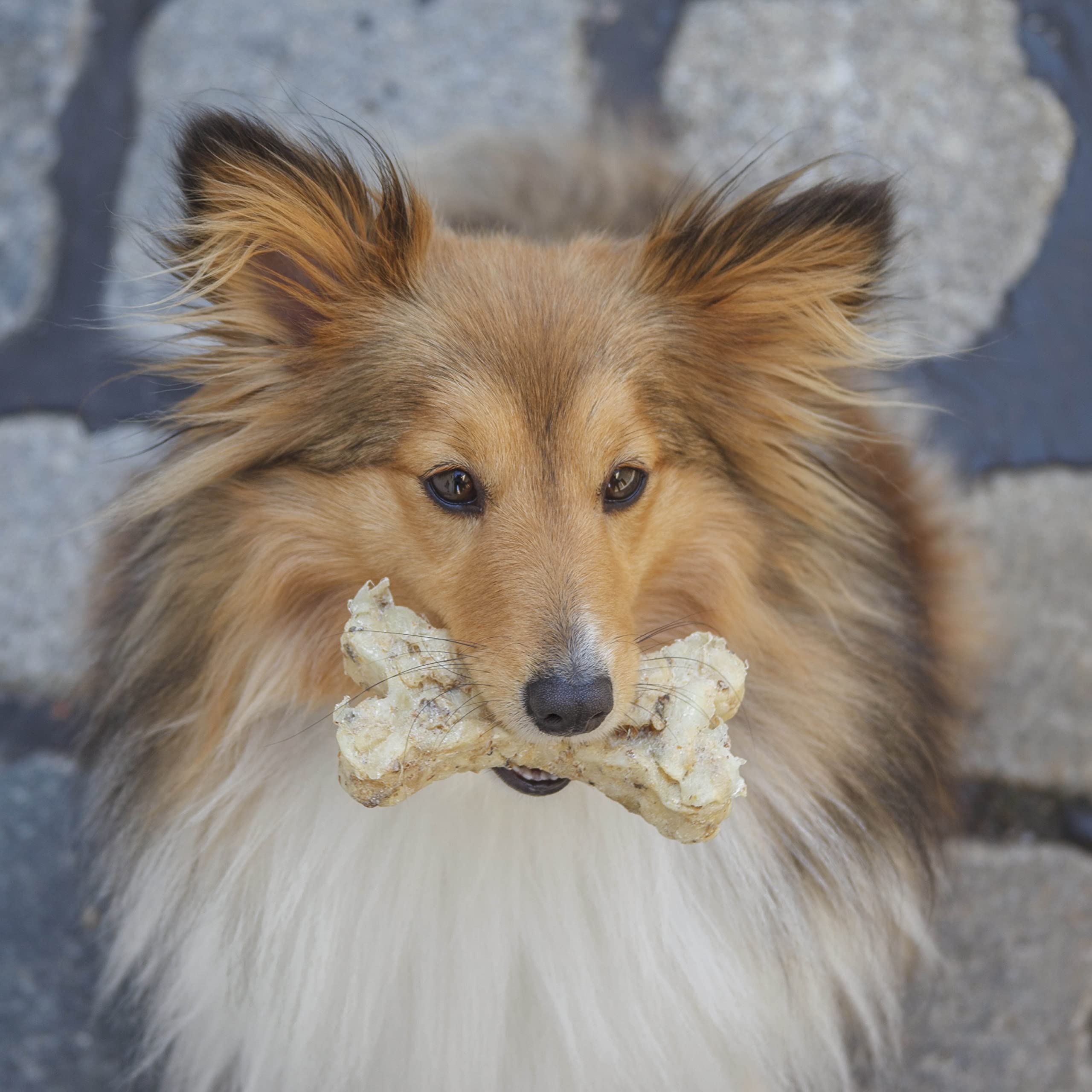 Carnello Hundeleckerli – City Knochen Ulm – Kaustangen Hund, Hunde Leckerlis, Hunde Kauartikel, Kauwurzel für Welpen – Hundeleckerli Getreidefrei - Wiederverschließbare Beutel (3 x 30g)