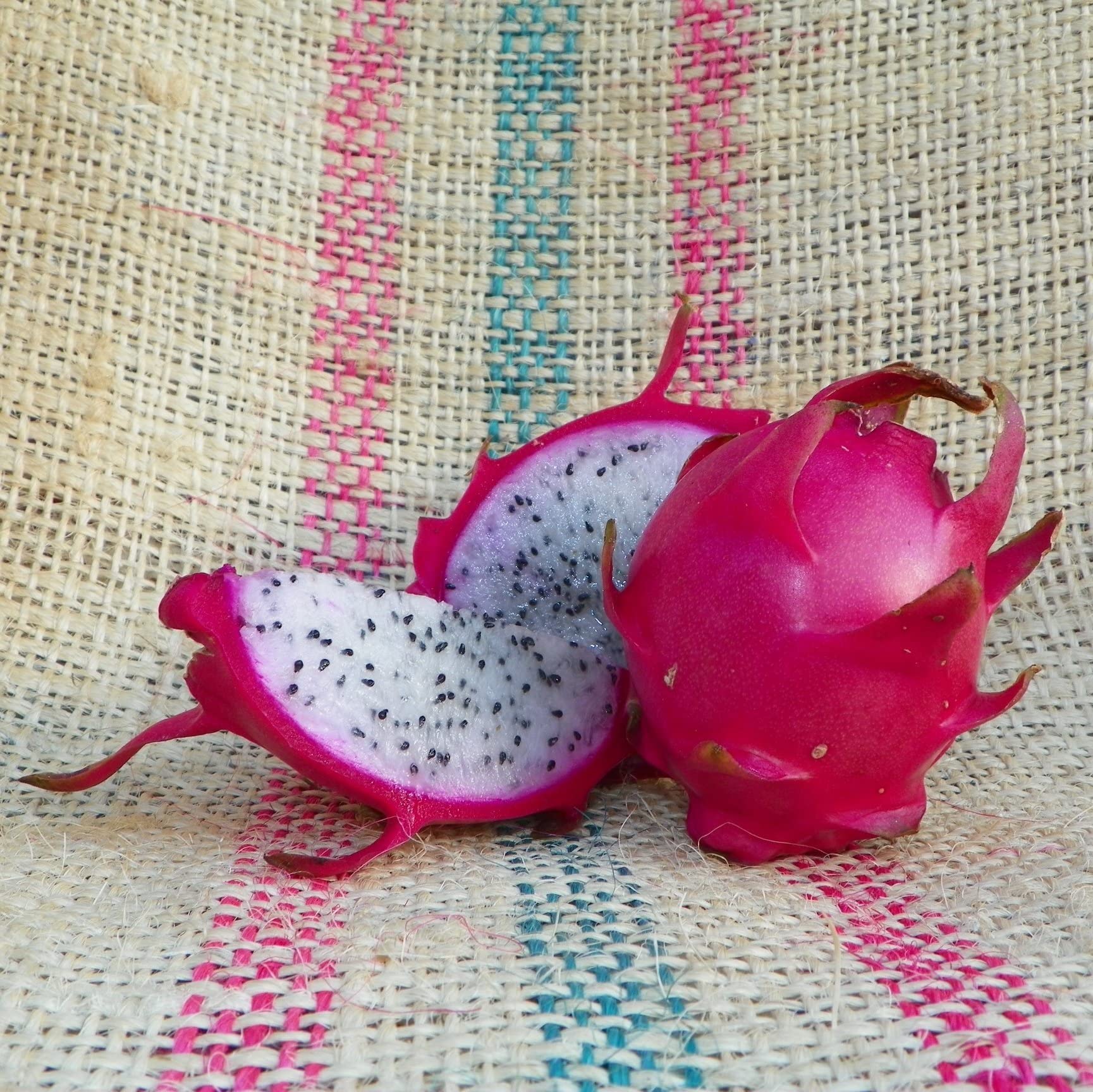 M-Tech Gardens Live Rare Exotic Dragonfruit Plant (Hana - White Flesh) 1 Healthy Rooted Live Plant