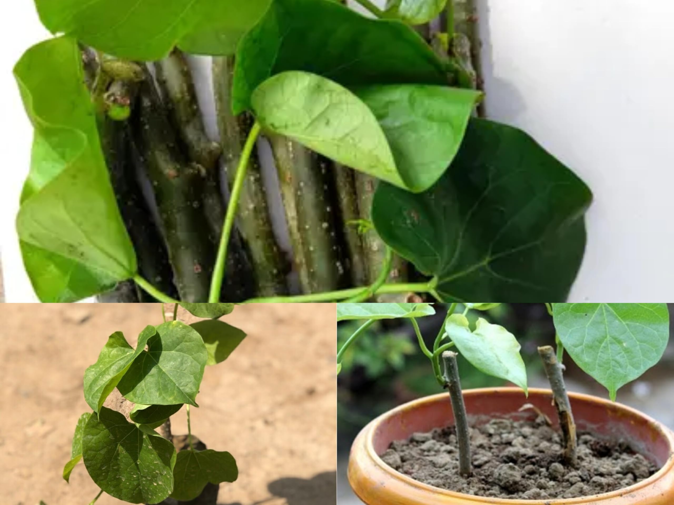 TENDER LEAVES Giloy Plant, Tinospora Cordifolia, Live Plant, Medicinal Herb, Ayurvedic Climber, Immune Booster, Green, Pack of 1-image-4