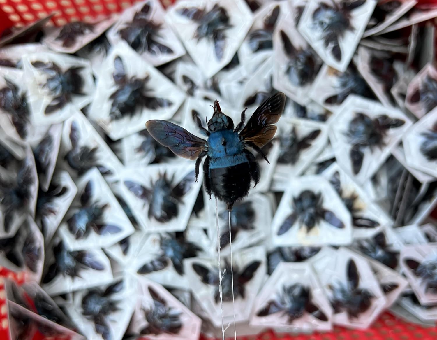 Real Blue Carpenter Bee Beetle Bug Mounted Specimen Spread Wing Dried Collection Taxidermy Animals for Entomology Oddity Scientific Lover Insect Craft Pinning Home Display Artwork BO-61