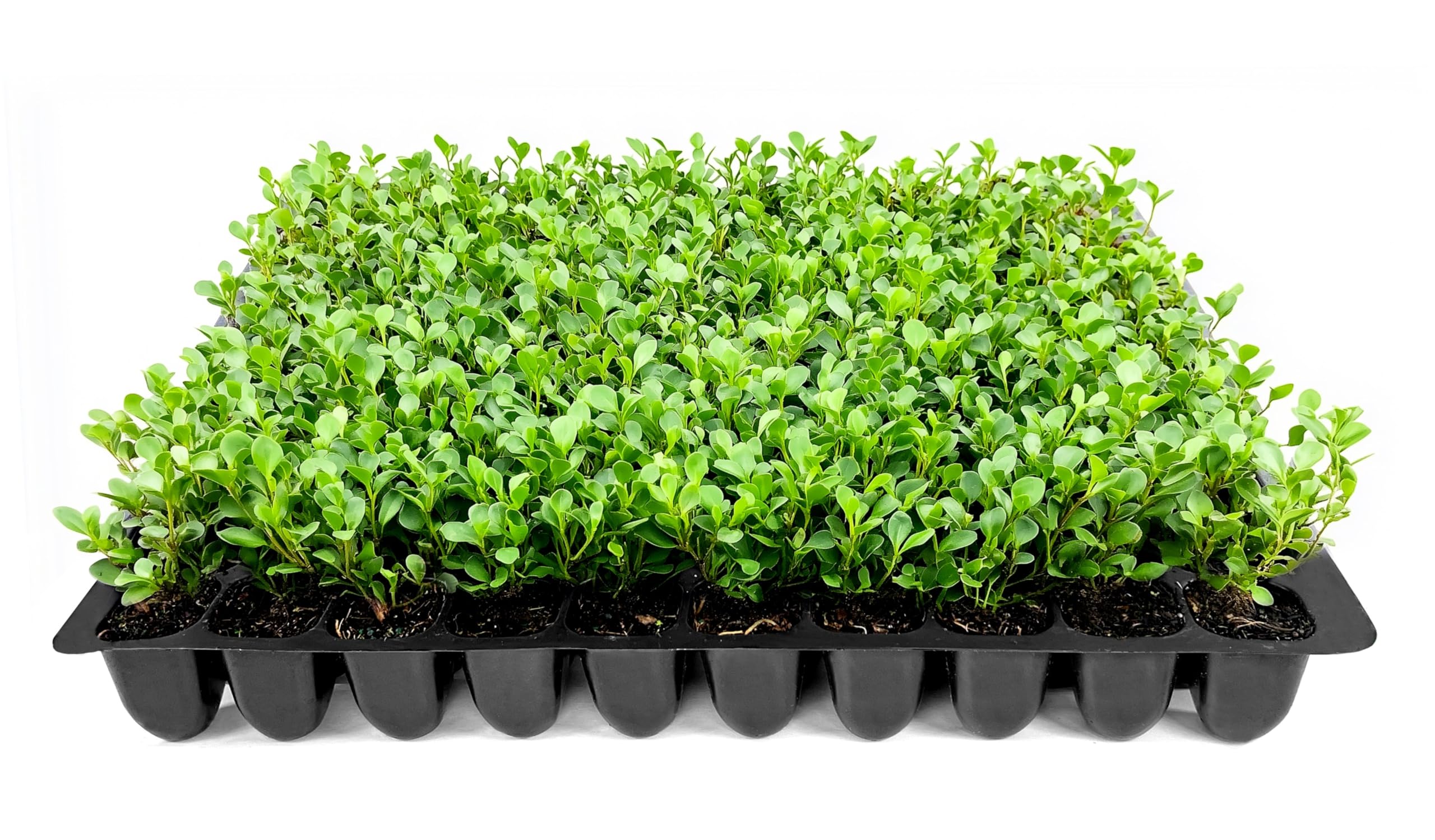 Wintergreen Boxwood | 10 Live Plants | Buxus Microphylla | Evergreen Shrub, Dense Foliage, Formal Garden, Low Maintenance, Privacy Hedge, Year-Round Interest, Landscaping Shrub