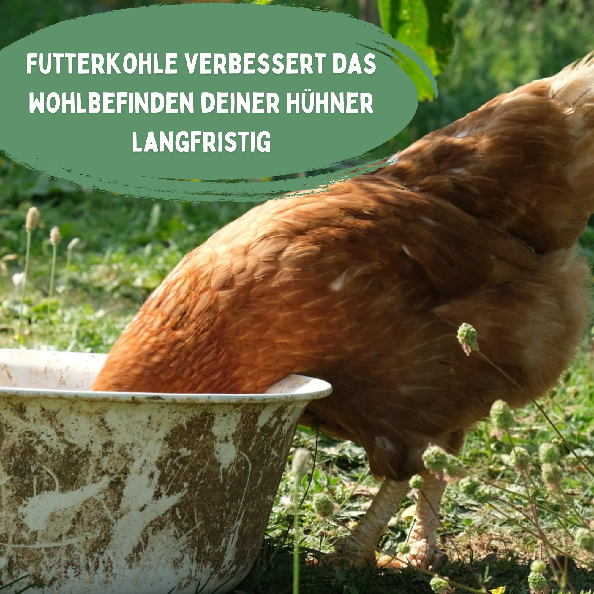 Carbón de alimentación para pollos, sin aditivos, grano perfecto para la alimentación | puede unir sustancias nocivas y toxinas | puramente vegetal | keep it grün (2000 g de carbón alimenticio)