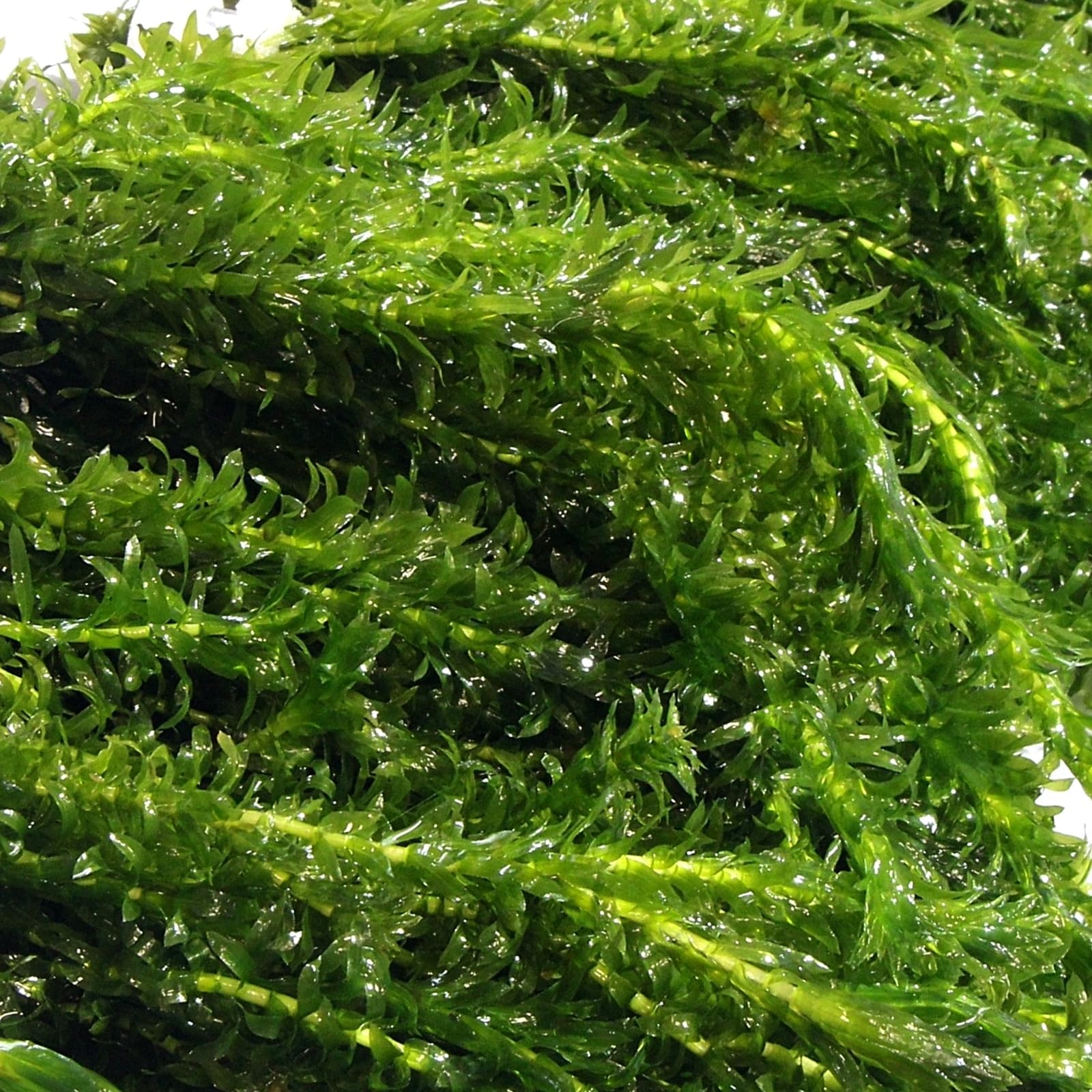 10 ELODEA DENSA Oxygenating Weed Live Pond Plant Water Aquarium Aquatic Plants Egeria K2aqua — view 2