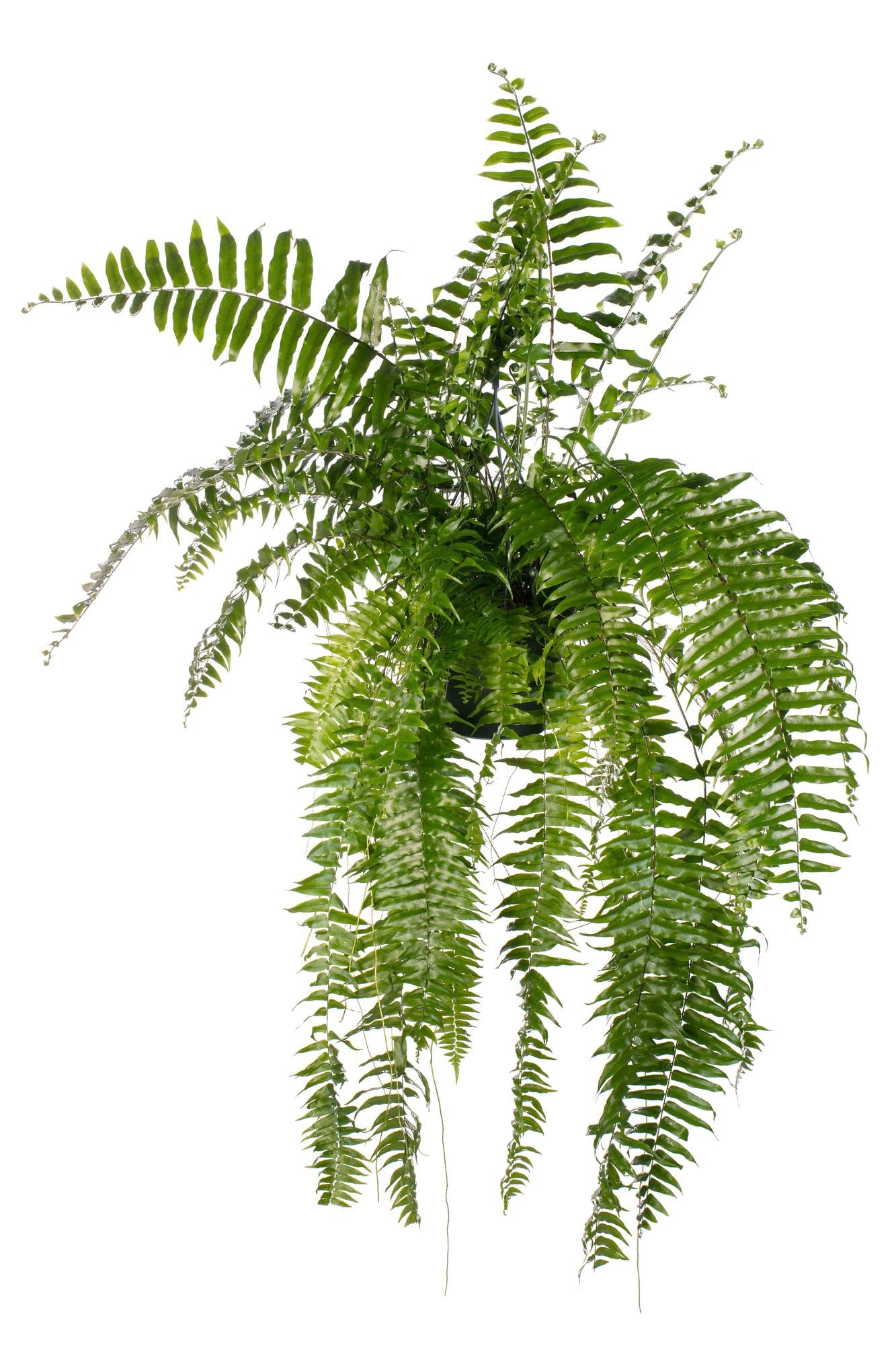 Helecho Macho Planta Natural, Decoración, Verde, Maceta 20cm, Altura 100cm