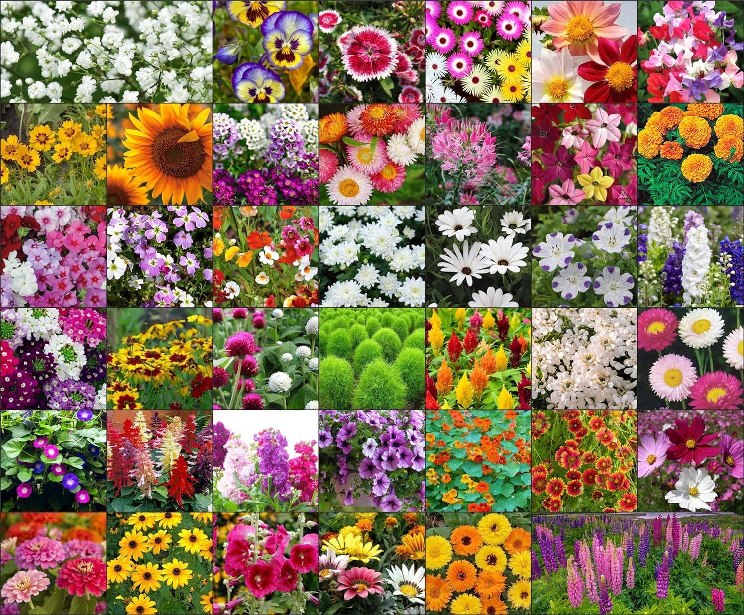 STWG™ 40 Variety of Different Flower Seeds (Total 2000+ Seeds) + Instruction Manual (B0D77LS4W4) Amazon Price History, Amazon Price Tracker