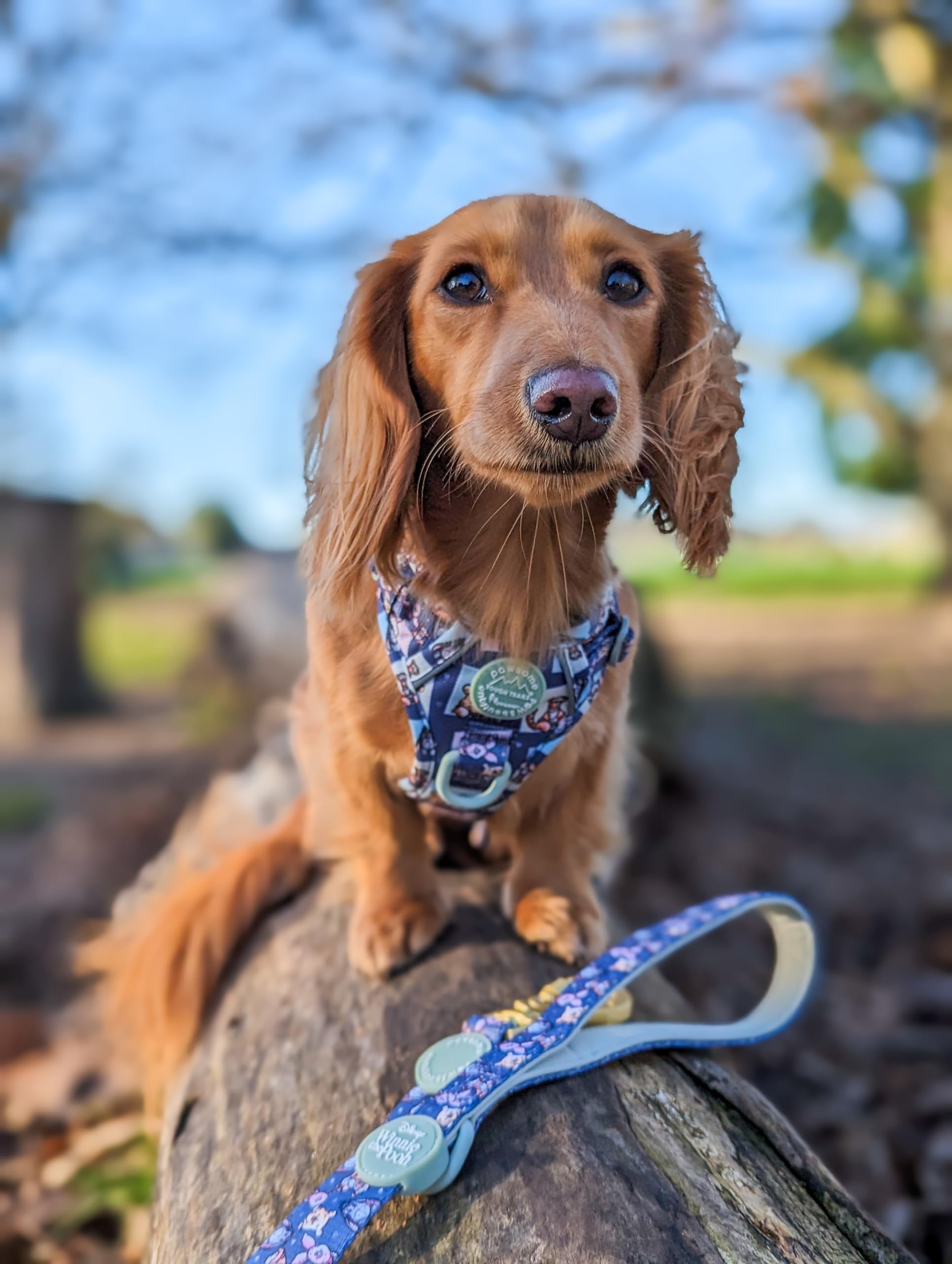 Pawsome Paws Boutique Winnie + Friends Hundegeschirr, robust, klein, verstellbar, Disney-Design, kein Ziehen, mit reflektierendem Rand und Stabiler Schnalle