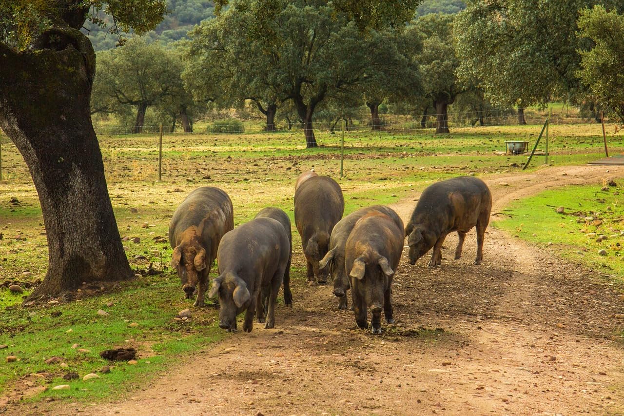 Hymor spanischer Schinken Reserva – 1x ca. 7,5kg – spanische Spezialität, Vorderschinken mindestens 12 Monate gereift, ganzer Jamon Schinken mit Knochen, aus dem besten Stück vom weißen Schwein