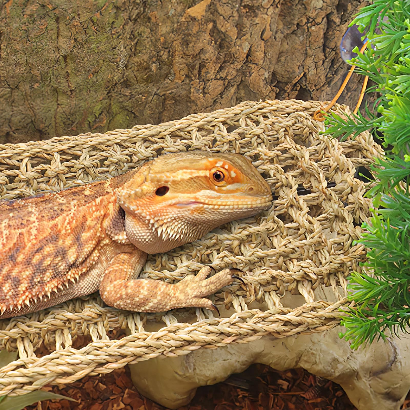 minkissy Hängemattenbett Aus Natürlichen Grasfasern Für Kleintiere Reptilien Schlafplatz Eidechsenbett Bartagamen Und Gecko Zubehör Komfortable Terrarium Hängematte
