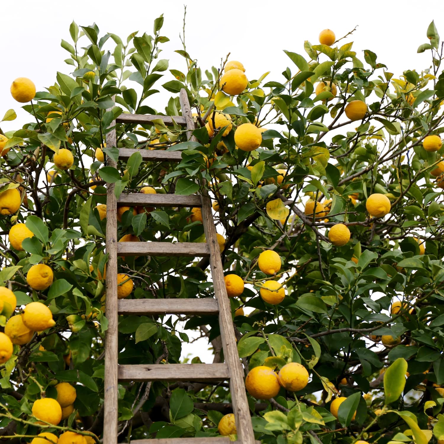 Limoni 100% Siciliani e 100% Biologici - Massima Freschezza e Sostenibilità, Limoni Raccolti Direttamente dai Nostri Alberi - 4 kg - CERTIFICATI BIOLOGICI QUESTO FA LA DIFFERENZA