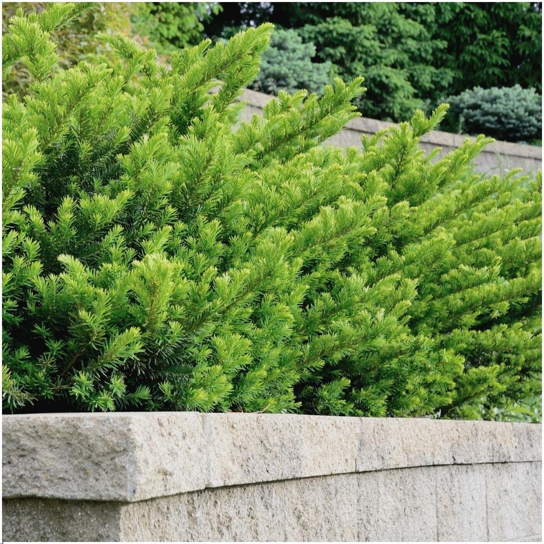 thuja occ golden smaragd Lebensbaum main image 1