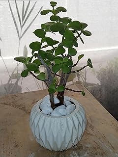 "Live Jade Plant – Air-Purifying Lucky Succulent | Easy-Care Indoor Houseplant for Home & Office | Feng Shui Money Plant for Good Fortune & Prosperity"
