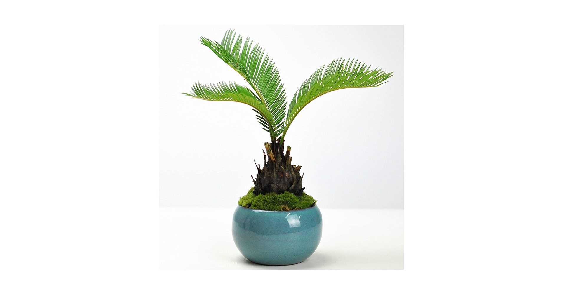 ソテツ 盆栽 盆栽ソテツG