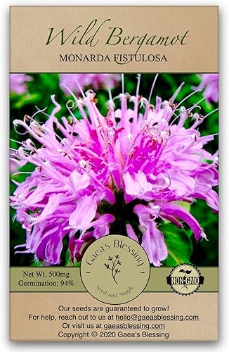 Gaea's Blessing Semillas – Semillas de bergamota silvestre – Semillas sin OMG con instrucciones fáciles de seguir Monarda Fistulosa de polinización
