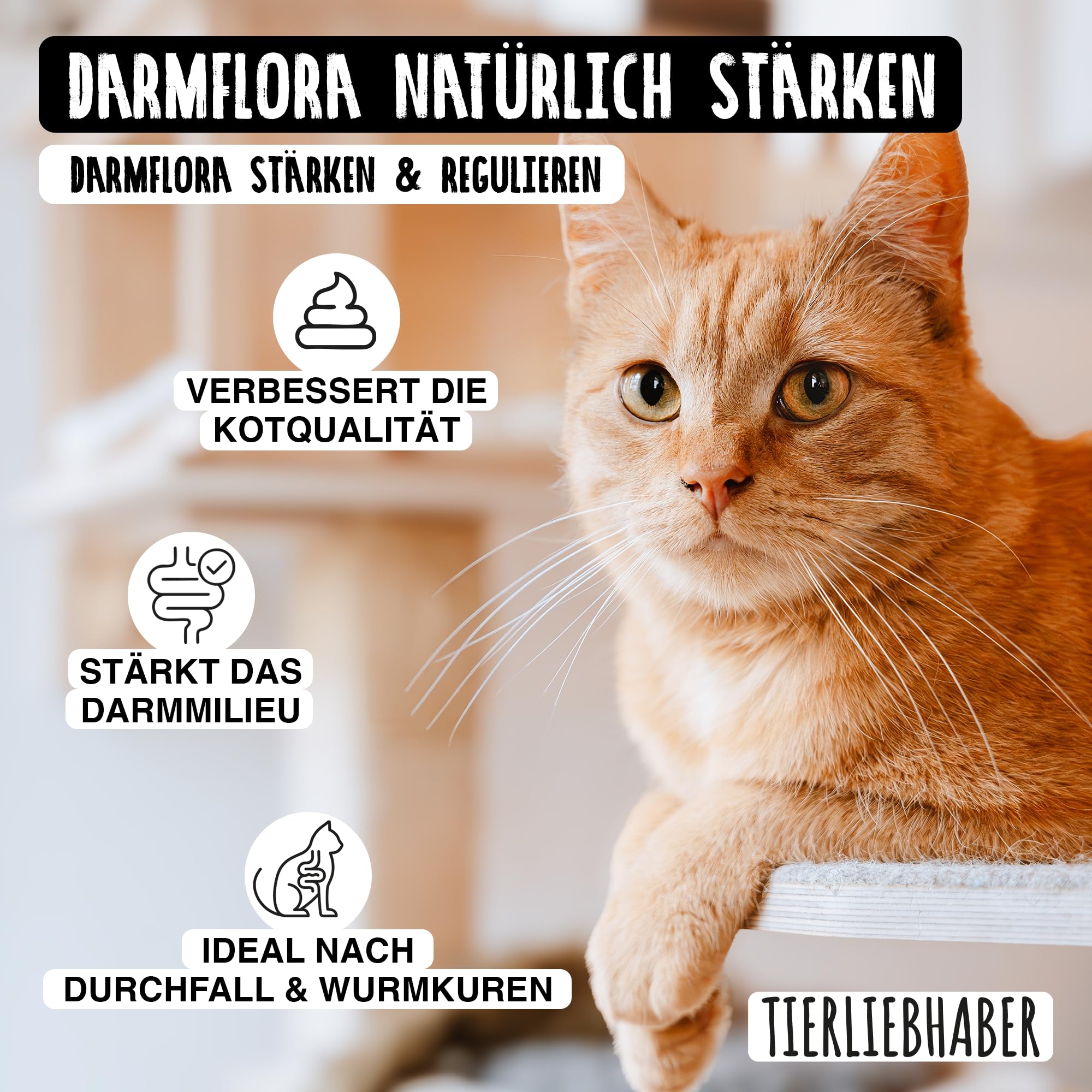 TIERLIEBHABER – Prä- & Probio Darmkur für Katzen – Probiotika für Katzen – Mit Tierärzten entwickelt – Probiotika Katze für eine Normale Magen-Darm-Funktion – Mit Flohsamen, Bierhefe & Inulin (75g)
