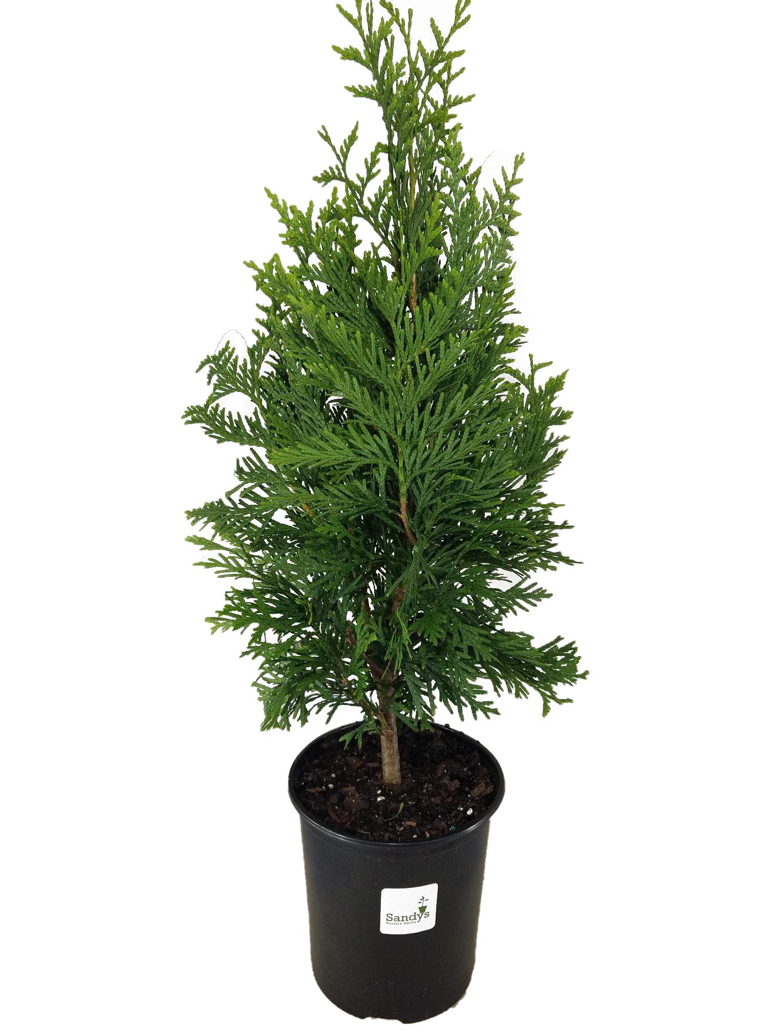 Buy Sandys Nursery Online Thuja Evergreen Shrub, Green Giant Arborvitae