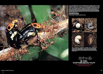 Amazon.co.jp限定】蟻客 アリと共に生きる虫たち（特典：ポストカード5