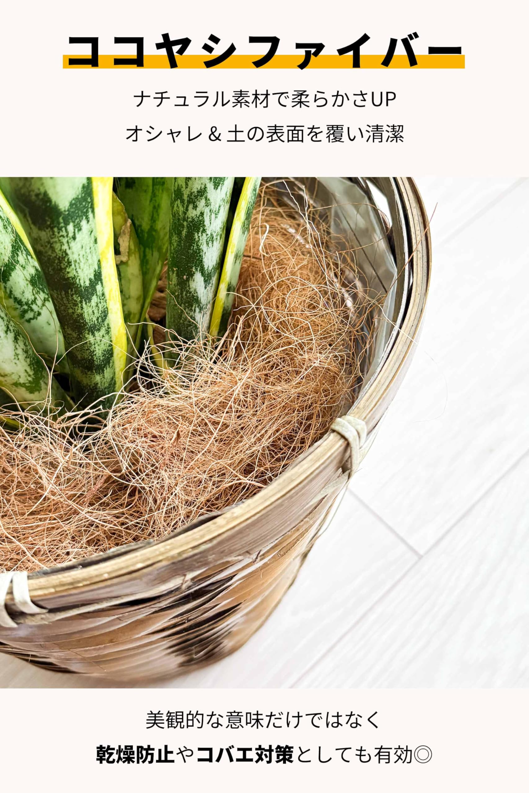 Amazon｜[ miipas ] パキラ 7号鉢 編み込み ねじり 本物 大型観葉植物