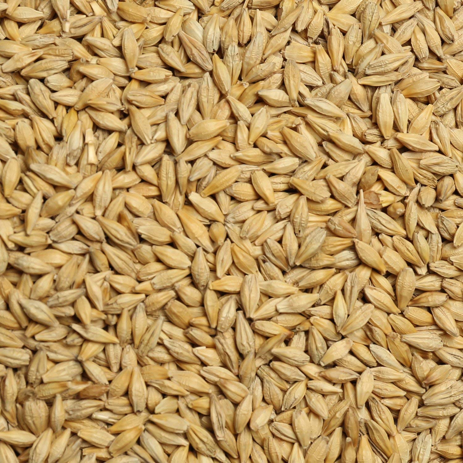 GO KITCHEN Raw Barley Seeds | Barley Seeds Jau Barley Grain - 5 kg-image-0
