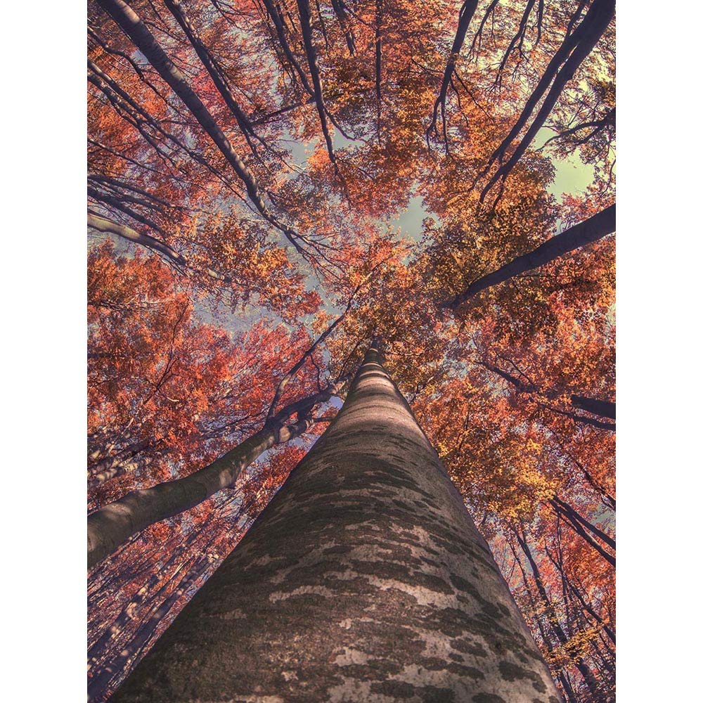 Wee Blue Coo Birch Forest Autumn Art Print Poster Wall Decor 12X16 Inch