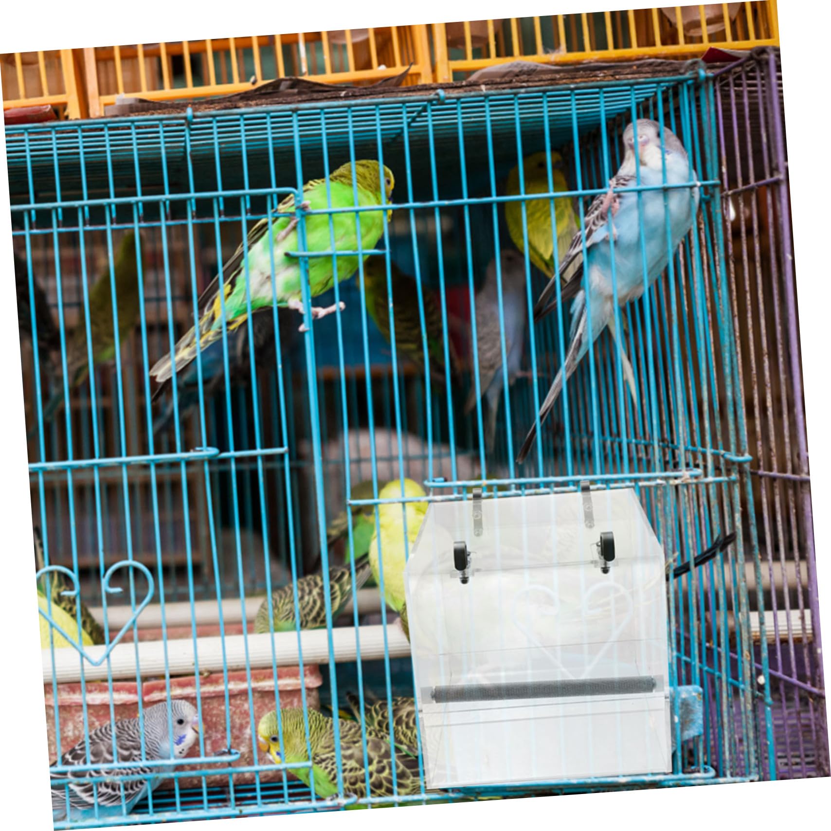 Mangeoire à Oiseaux Automatique pour Perroquet en Plastique