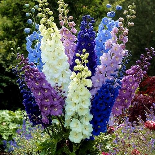 Miniatura 4 de Larkspur - Mezcla de flores imperiales gigantes Delphinium Consolida, más de 100 semillas para plantar sin OMG