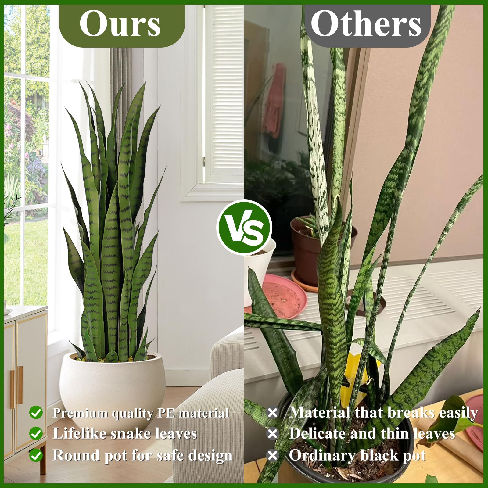 agave plant succulent Altman Plants Rare Agave ovatifolia 'Orca', Premium Exotic Succulent &   Altman Plants