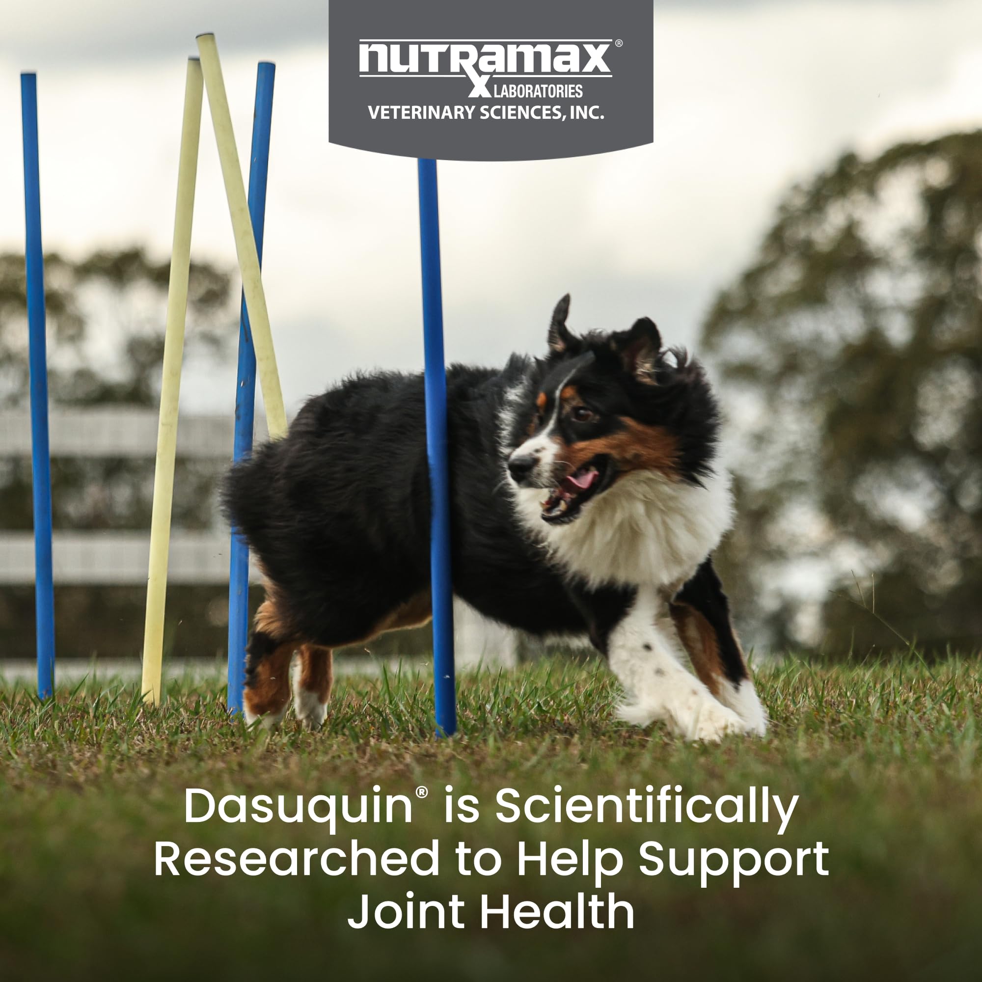 Nutramax Dasuquin for Large Dogs, Joint Health Supplement, Contains Glucosamine for Dogs, Plus Chondroitin, ASU, MSM and More, Supports Healthy Joints, Soft Chews, 42 Count - image 2