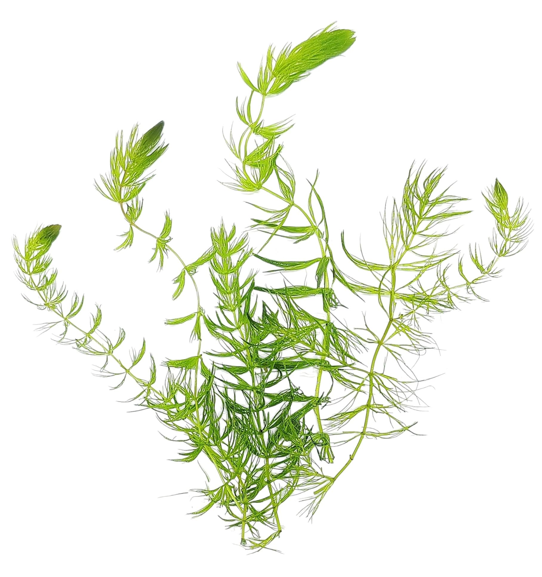 Live Aquarium Plant Hornwort 'Ceratophyllum demersum' Easy, Tropical, Pond, Oxygenating, Aquascape Fish Tank, Fast-Growing Nitrate‑Removing, Algae Control, Snail Free, Shrimp Safe, Stems (10)