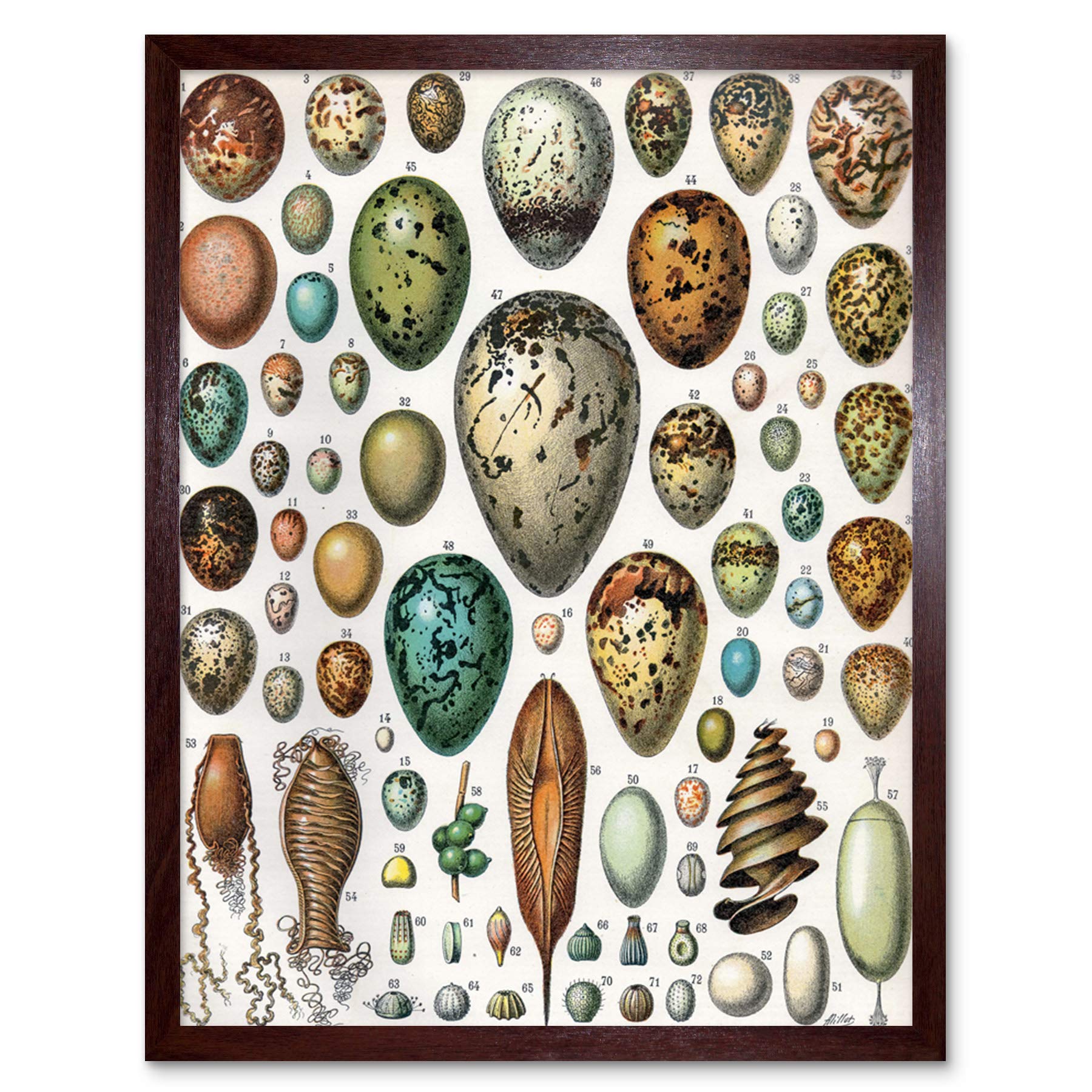 Artery8 Millot Encyclopedia Page Molluscs Shells Art Print Framed Poster Wall Decor 12x16 inch — view 13