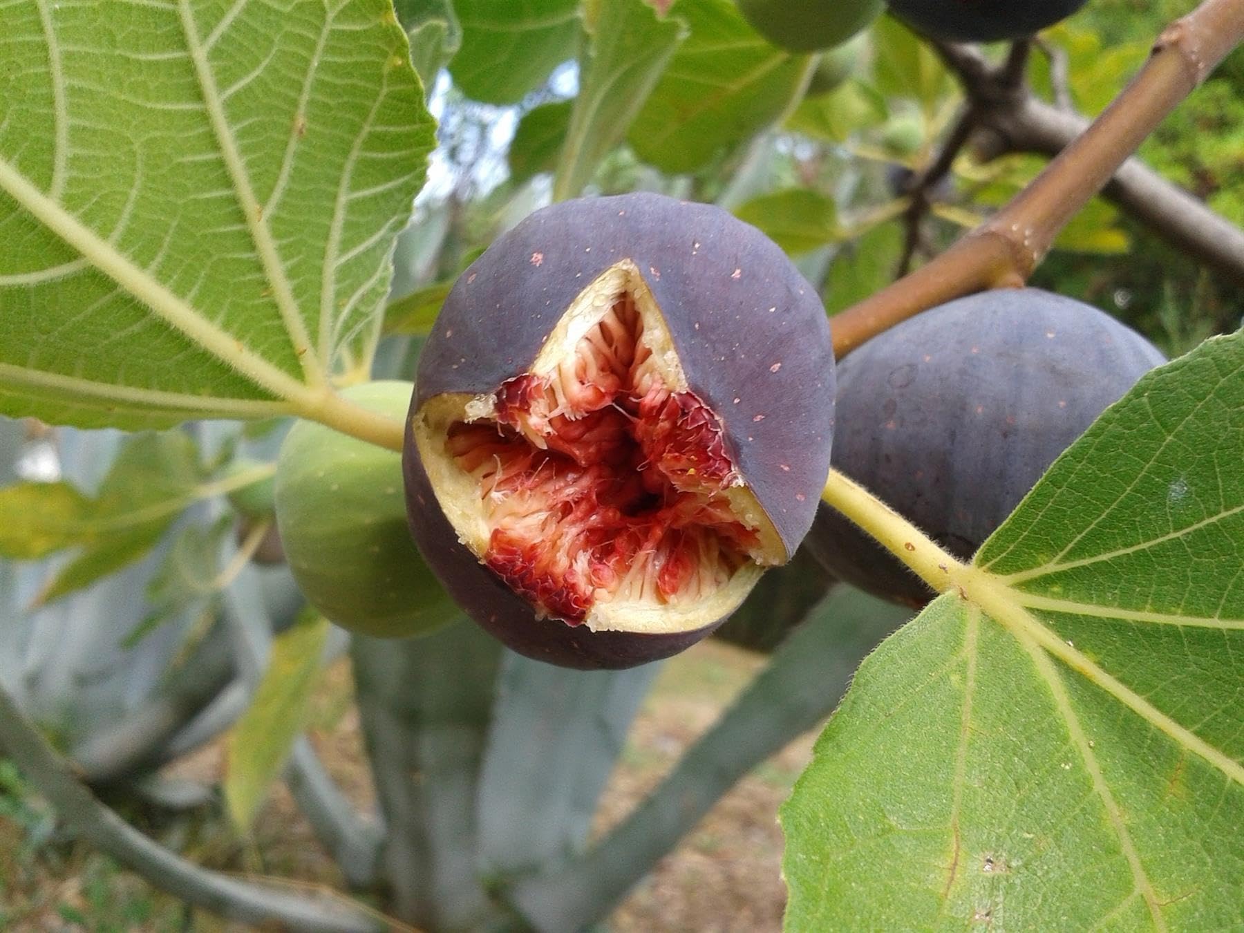 Direct Plants Fig Fruit Tree Rouge de Bordeaux Extra Large 3ft in a 5 Litre Pot