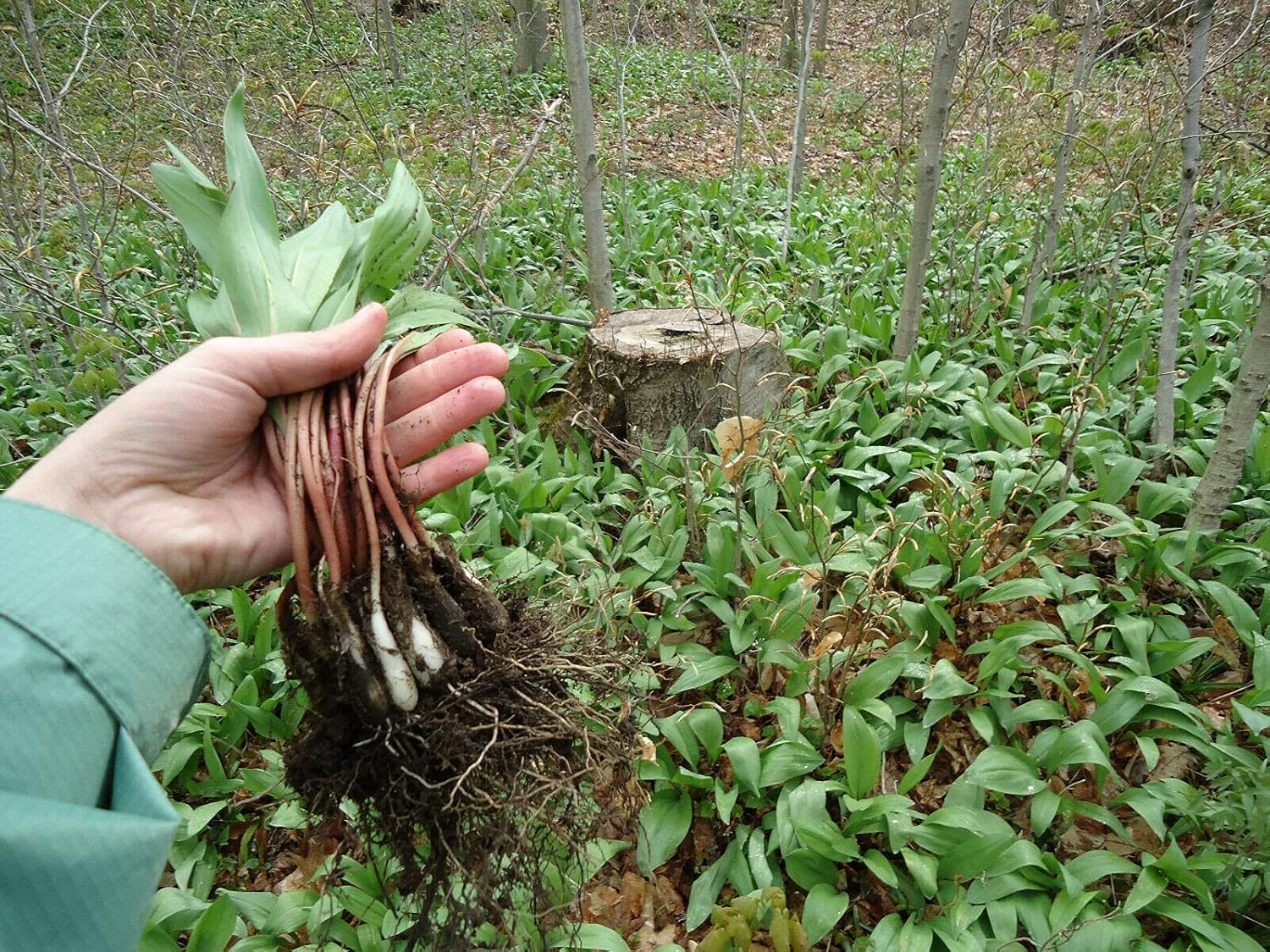 5 Ramps/Wild Leek/Allium tricoccumHERB Early Spring Live