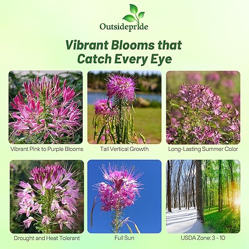 Miniatura 2 de Outsidepride Serrulata Cleome Seeds - 1000 semillas anuales de flores con flores grandes, aireadas, arañas, tolerantes a la sequía para xeriscaping,