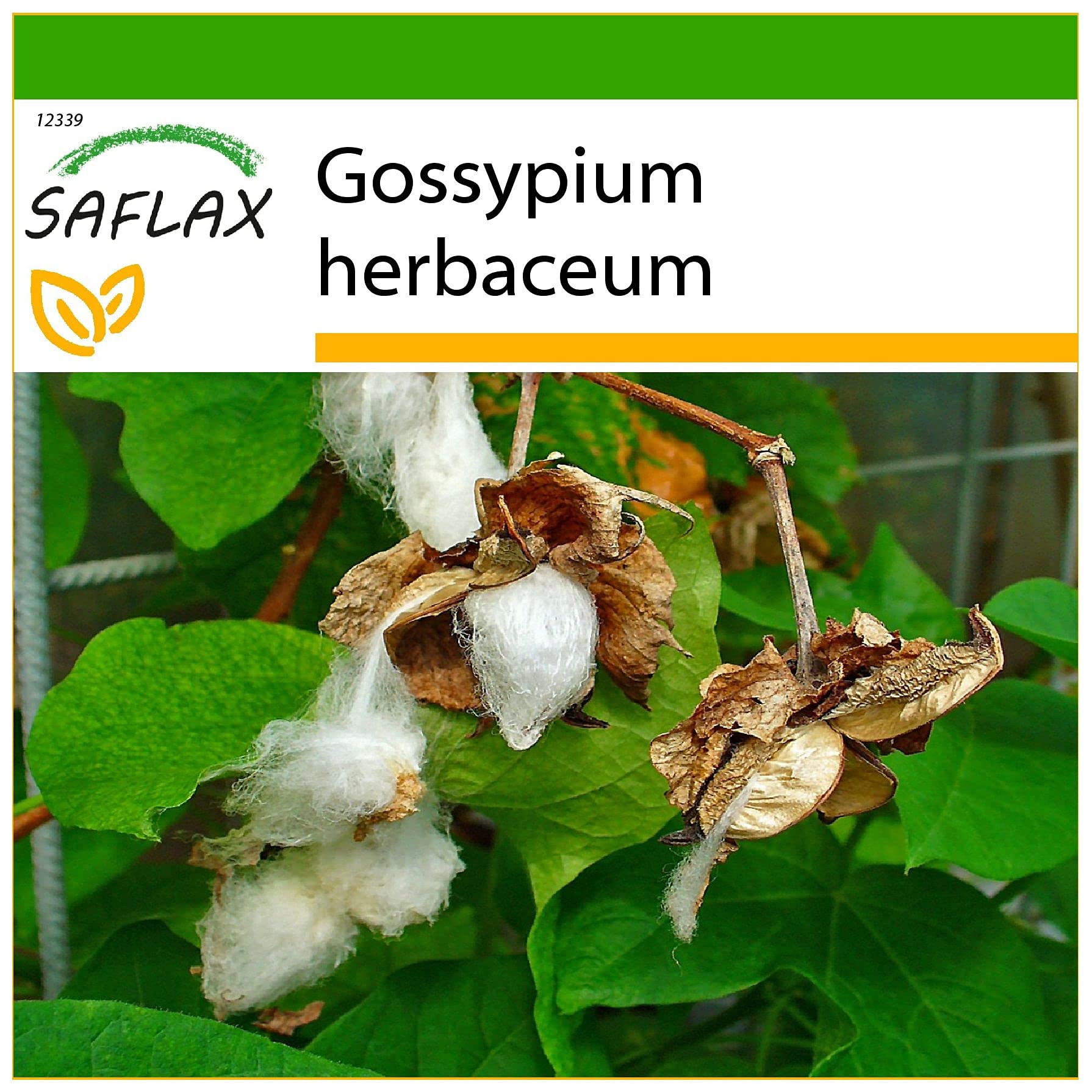 SAFLAX - Levant Cotton - 12 Seeds - with Soil - Gossypium herbaceum