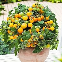 Vista 8 de MOCCUROD 100 Seeds Indoor Cherry Tomato Dwarf Red and Yellow Tomato Rare Vegetable Heirloom Seeds