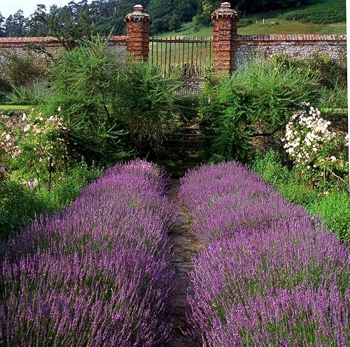 Miniatura 6 de Semillas de lavanda inglesas "Vera" para plantar, más de 1000 semillas por paquete, semillas de jardín de Isla (semillas de jardín de Isla),
