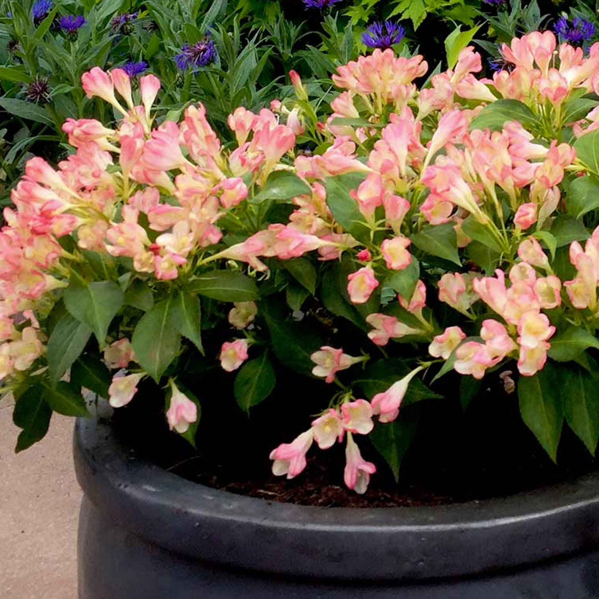Weigela All Summer Peach - Outdoor Garden Ready Deciduous Shrub Plant (9cm Pot, 20-30cm)