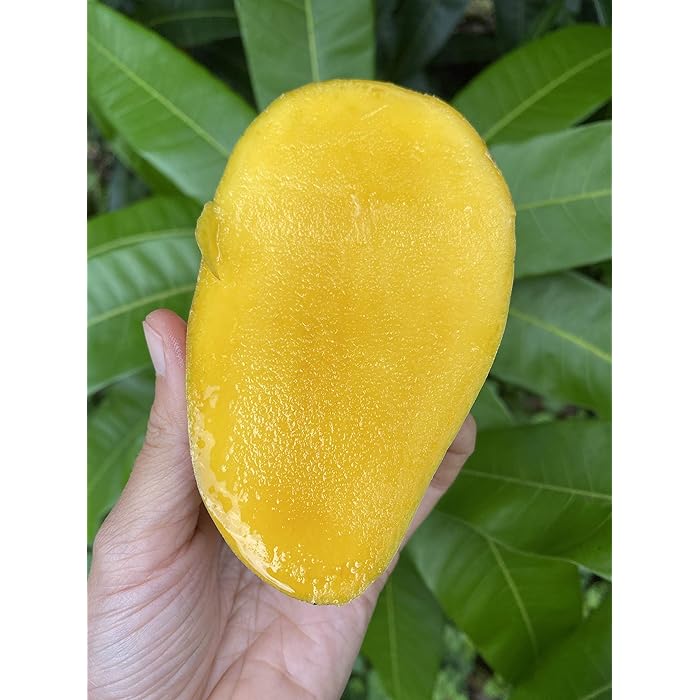 Buy Mango Tree Live Fruit Tree in a 3 Gallon Pot Mangifera Indica