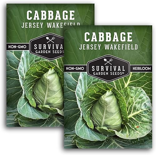 Survival Garden Seeds - Semillas de col Jersey Wakefield para plantar - 2 paquetes con instrucciones para plantar y cultivar repollos verdes en