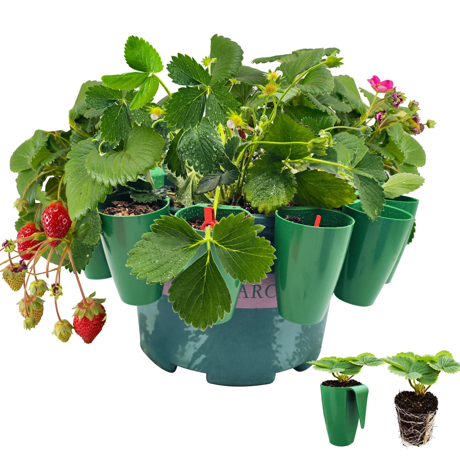 邦楽 Youth of Roots / Strawberry Girl Amazon.co.jp: Strawberry Girl : Youth of Roots: デジタル