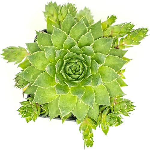 Miniatura 8 de Sempervivum - Plantas suculentas vivas de interior (3PK), plantas de interior vivas Sempervivum, plantas de interior vivas, plantas de interior para