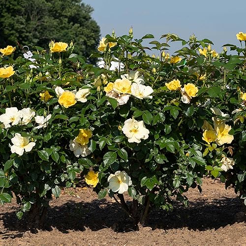Miniatura 4 de Perfect Plants Easy Bee-zy Knock Out Rose Bush 1 galón  Arbusto de rosas vivas  Rosas frescas
