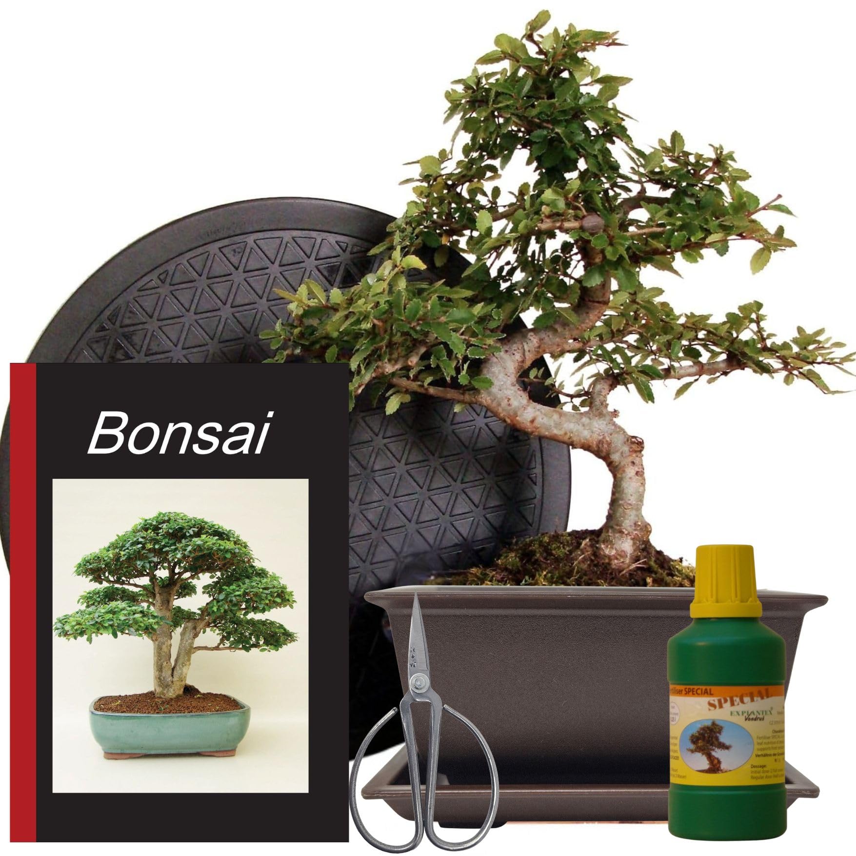 Anfänger Bonsai-Set Ulme - 6 teilig - ca. 30cm hoher Ulmen-Bonsai, 1 Schere, 1 Untersetzer, 1 Arbeitsdrehteller, 1 Flasche Dünger, 1 Bonsaibuch