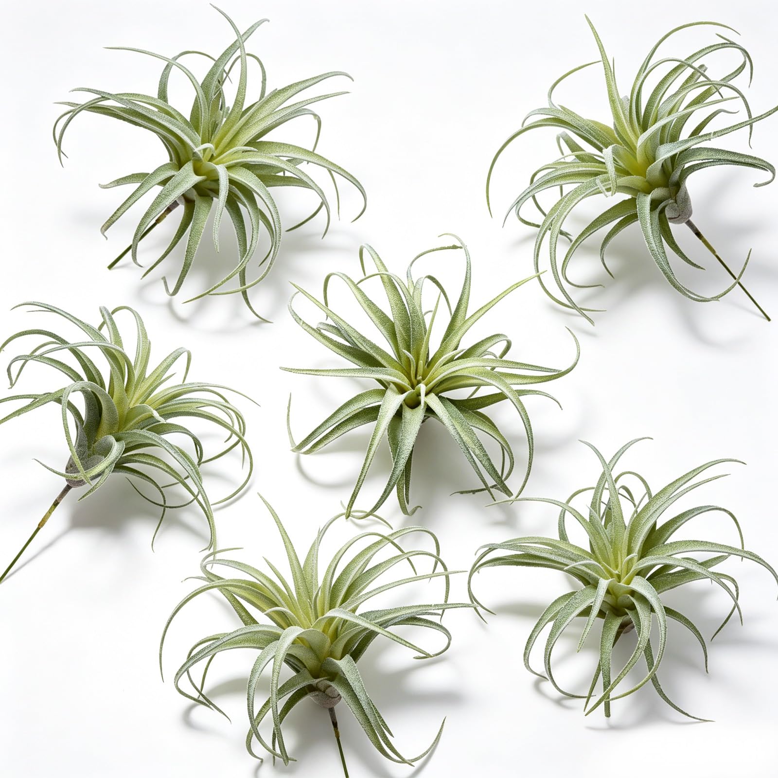 Arrangements floraux pour terrarium : créez un décor zen avec 6 fausses plantes aériennes