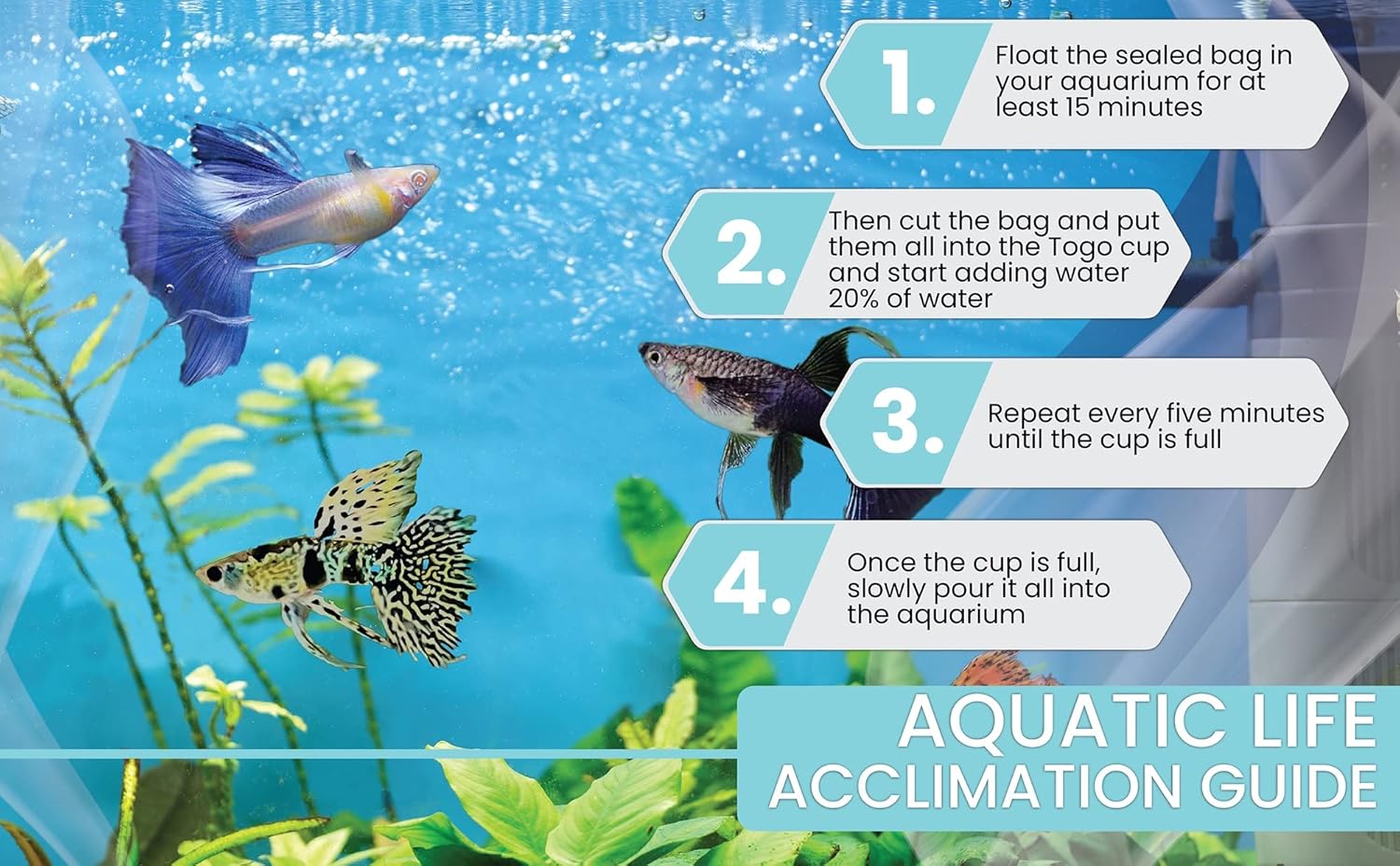 D&A Tropical Tiger King Cobra Ribbons Guppies - Male & Female Live Fish for Aquarium (1 Trio - 1 Male, 2 Female)