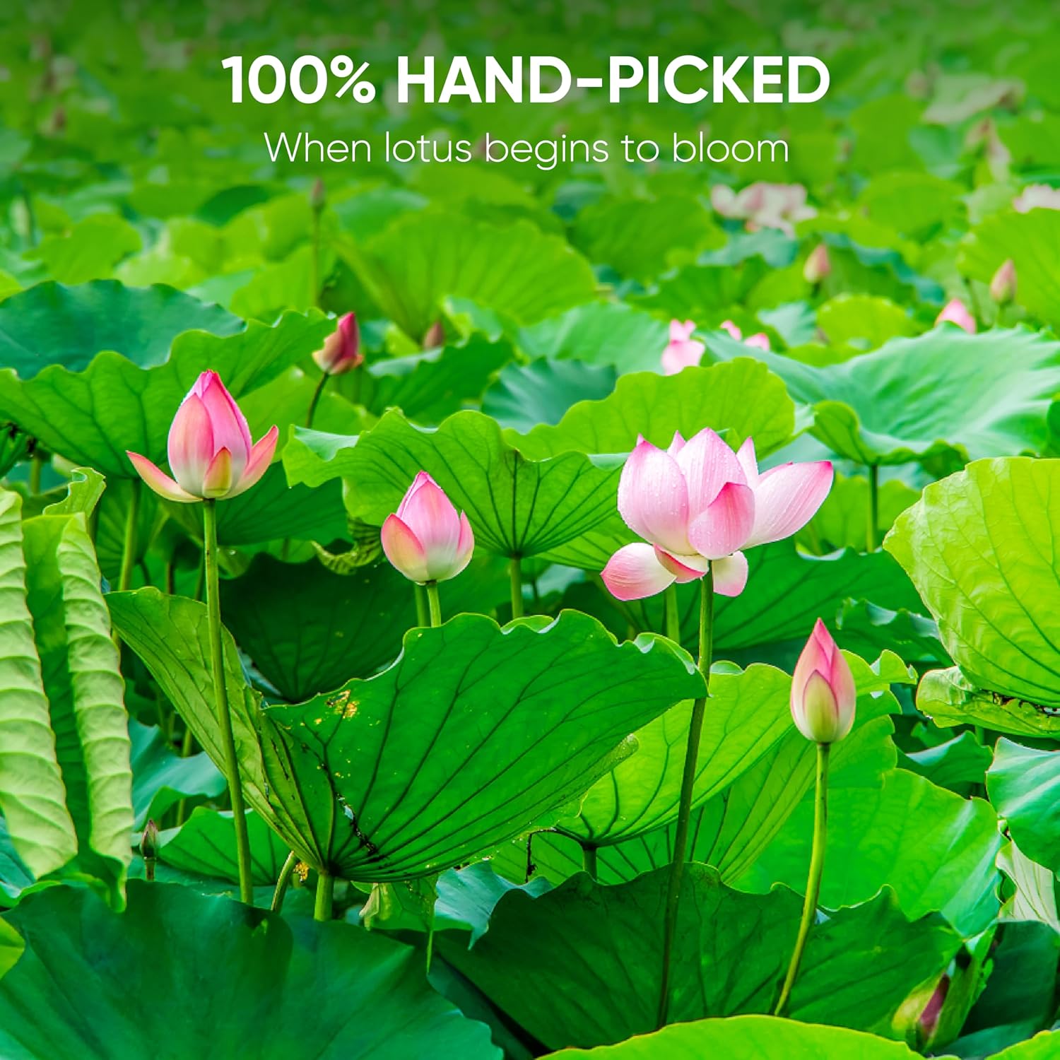 NMPT Dried Lotus Leaf Tea, 100% Hand Pick, Organic Herbal Tea, 50 Tea Bags, Gluten Free, Dairy Free, Sugar Free & 100% Natural, Energy Boost & Health Support - Image 2